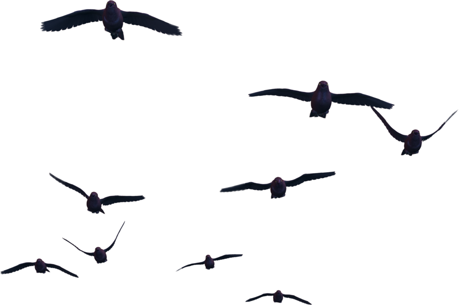 Bird Flight Clip Art - Flying Bird Png (921x613)