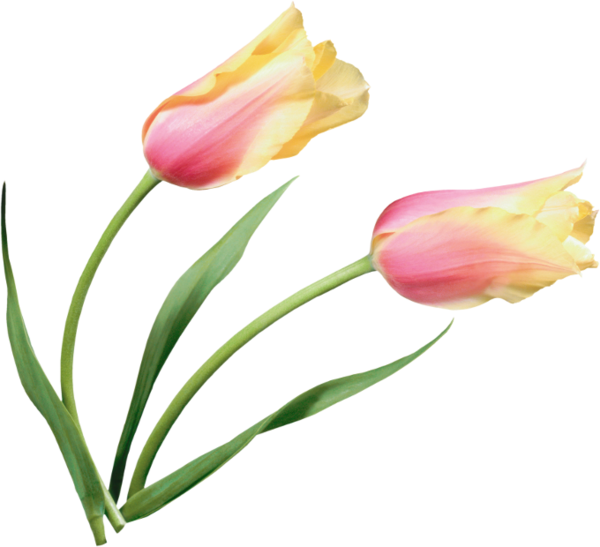Tulip Flower Painting Clip Art - Clip Art (600x547)