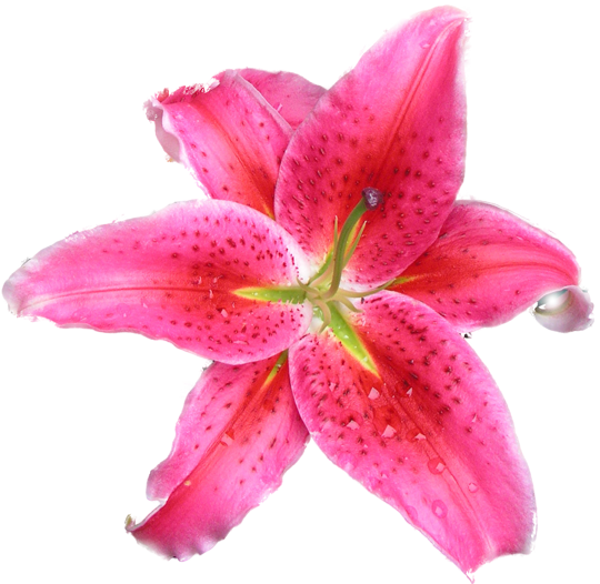 Sticker 4558581 21408491 Sticker 4558581 36599506 Sticker - Sticker (540x526)