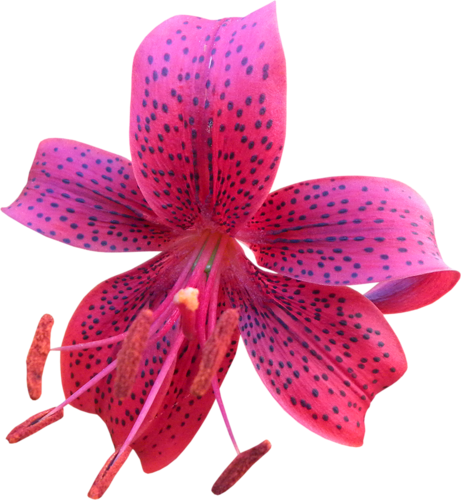 Görselleri Indir, Png Zambak Resimleri Indir, Renkli - Portable Network Graphics (461x500)