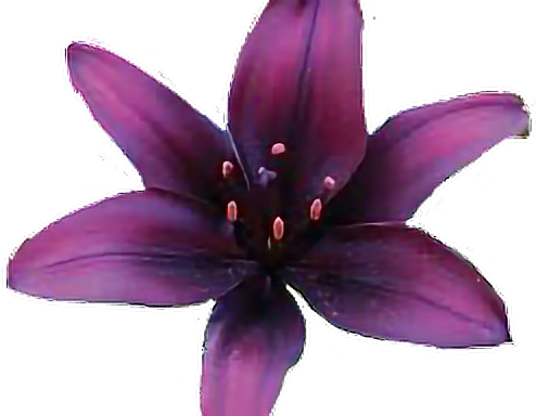 Dark Purple Lily Flowers (494x384)