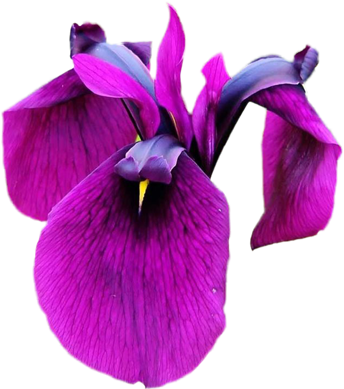 Otros Blogs Que Te Pueden Interesar - Christmas Orchid (696x800)