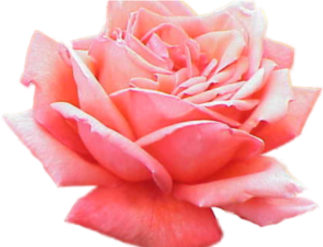 Pink Rose Clipart Bunga Ros - Pink Roses Transparent Background (640x480)