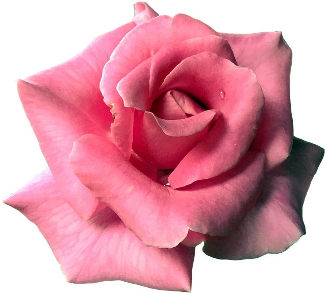 Flower, Rose, Pink, Bloom, Blossom, Nature, Plant - Video (780x720)
