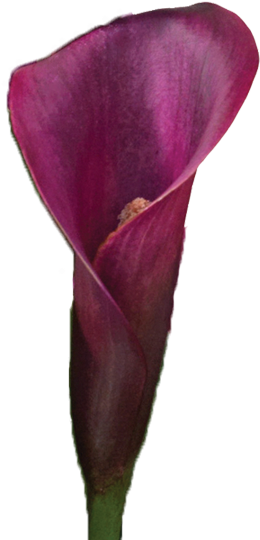 Calla Lily Colors 11 Meaning Of Calla Lily Colors - Devil's Tongue (280x616)