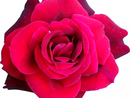 Fleur Rose Rose Lily Rose Fleuriste - Hybrid Tea Rose (440x333)