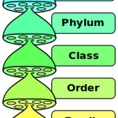 Ib Biology - Topic 5 - Classification - Classification Of Living Things (400x400)