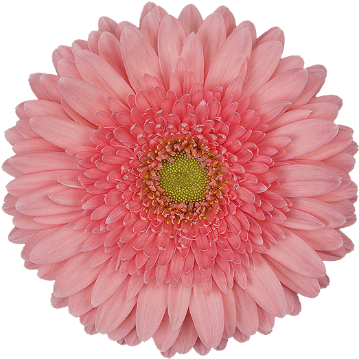 Pink Power® - Flower Render (600x600)