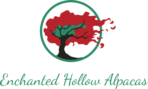 Enchanted Hollow Alpacas Is A Alpaca Farm Located In - Bible Baptist Church Mauston Wi (500x302)