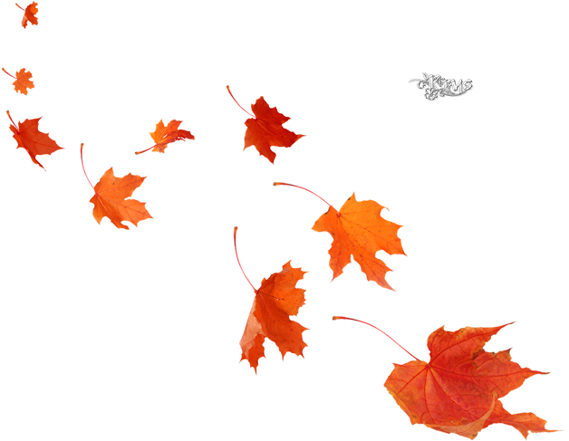 Maple Leaf Poster Autumn Mural - Portable Network Graphics (650x526)