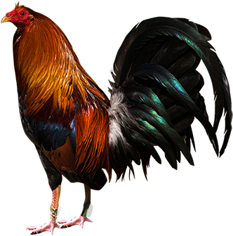 Benefits - Modern Game Fowl (350x390)