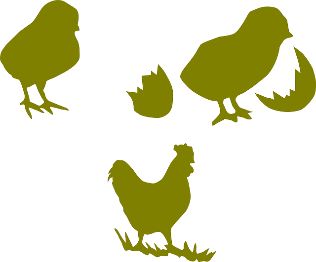 Animal Chicken, Cock, Animal - Silueta Pollito Png (640x531)