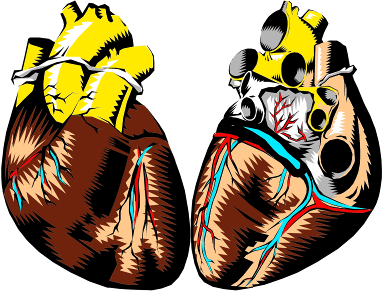 Medium Image - Human Heart (766x582)