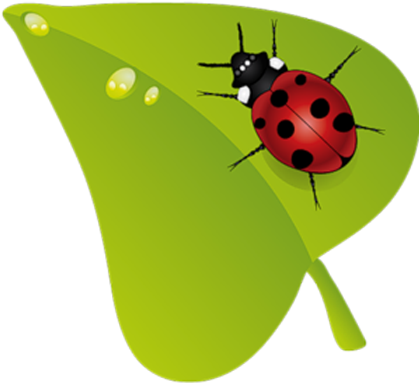 Beruu0161ky Insect Clip Art - Uğur Böceği Png (600x600)