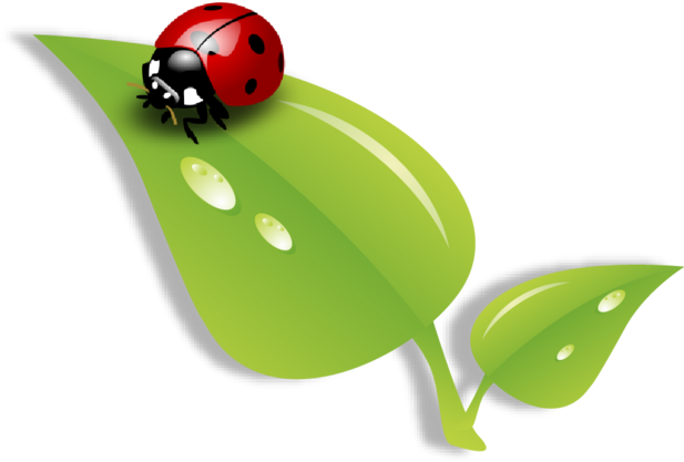 Ladybug Na Folha Ladybug On Lea - Ladybug On Leaf Png (619x457)