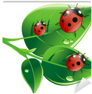 Ladybird Beetle (400x400)