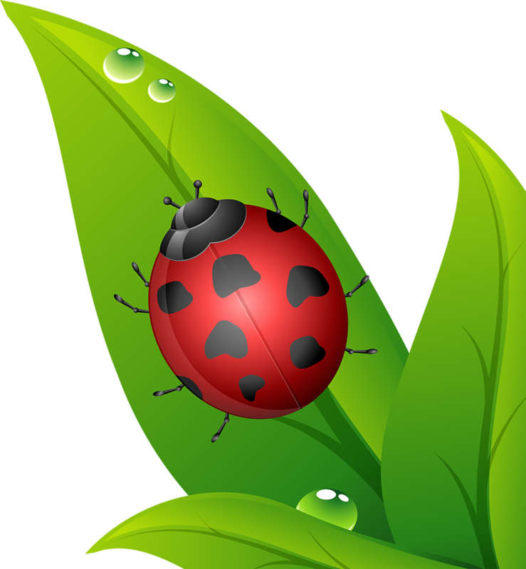 Joaninhas Em Png - Ladybird Beetle (739x800)