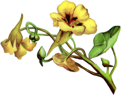 Vintage Flower Border Png Vintage Flowers[imagem Png] - Yellow Bell Flower Clipart (400x315)