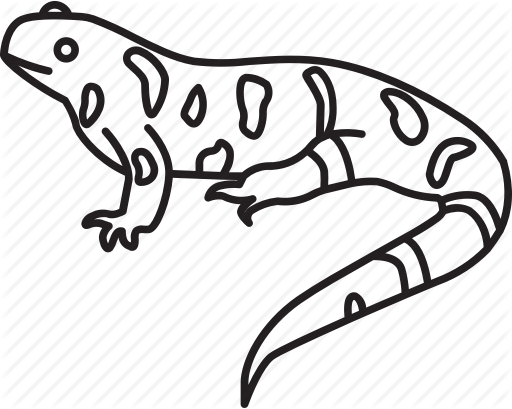 Newt Clipart Yellow Spotted Lizard - Salamandra Para Colorear (512x409)