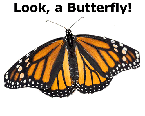 Funny Quotes Contact Us Dmca Notice 5t3rqu Clipart - Angangueo (471x332)