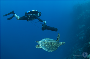 Scooter With Turtle - Diver Propulsion Vehicle (500x500)