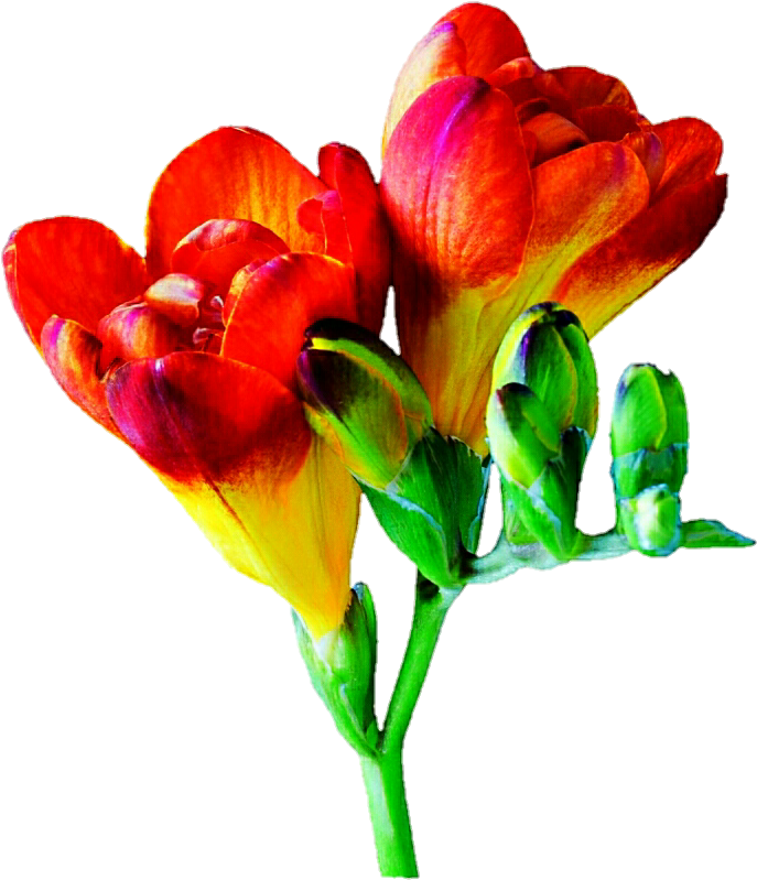 Red Freesia By Jeanicebartzen27 - Flower (719x825)