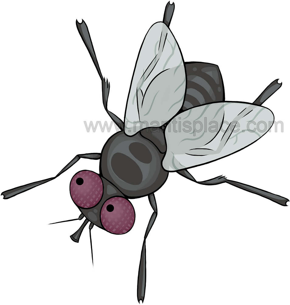 Small Order Approximately 100 Pupae - Blue Bottle Fly (1042x1042)