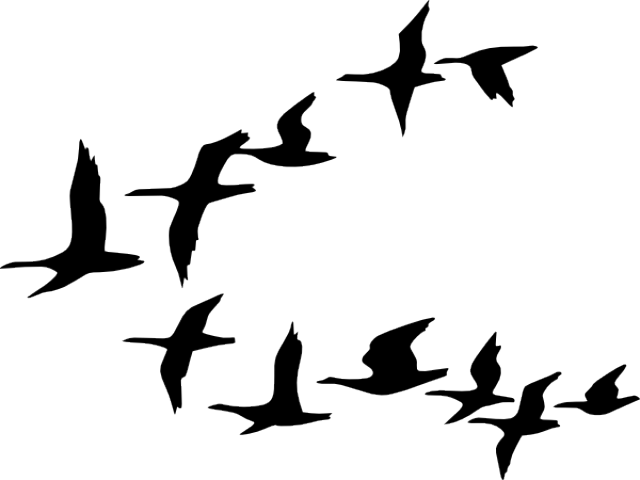 Birds Flying Clipart - Birds Cartoon Black And White (640x480)