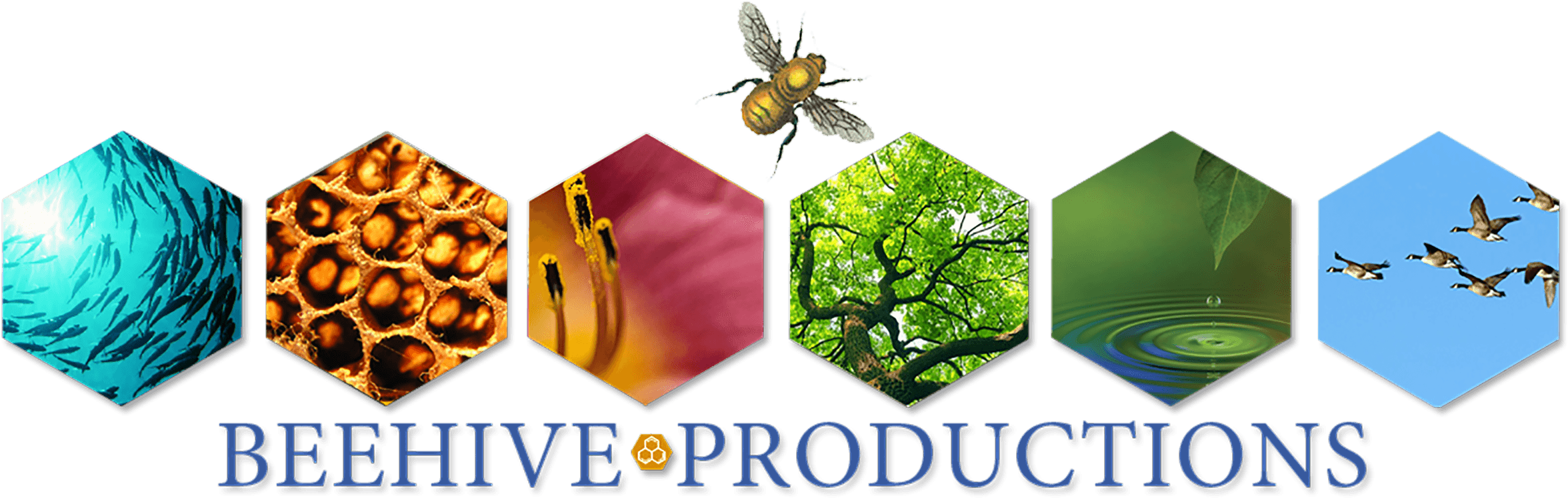 Through Our Online Work We Effectively Foster Deep - Bee Hive (2400x800)