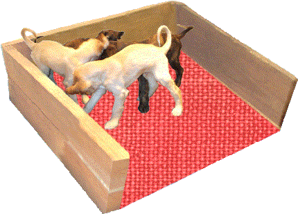 Contact - - Afghan Hound Puppies Gifs (439x337)