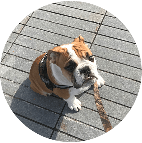 Initial Consult Dog Sitting Dog Boarding Weehawken - Pet Sitting (472x477)