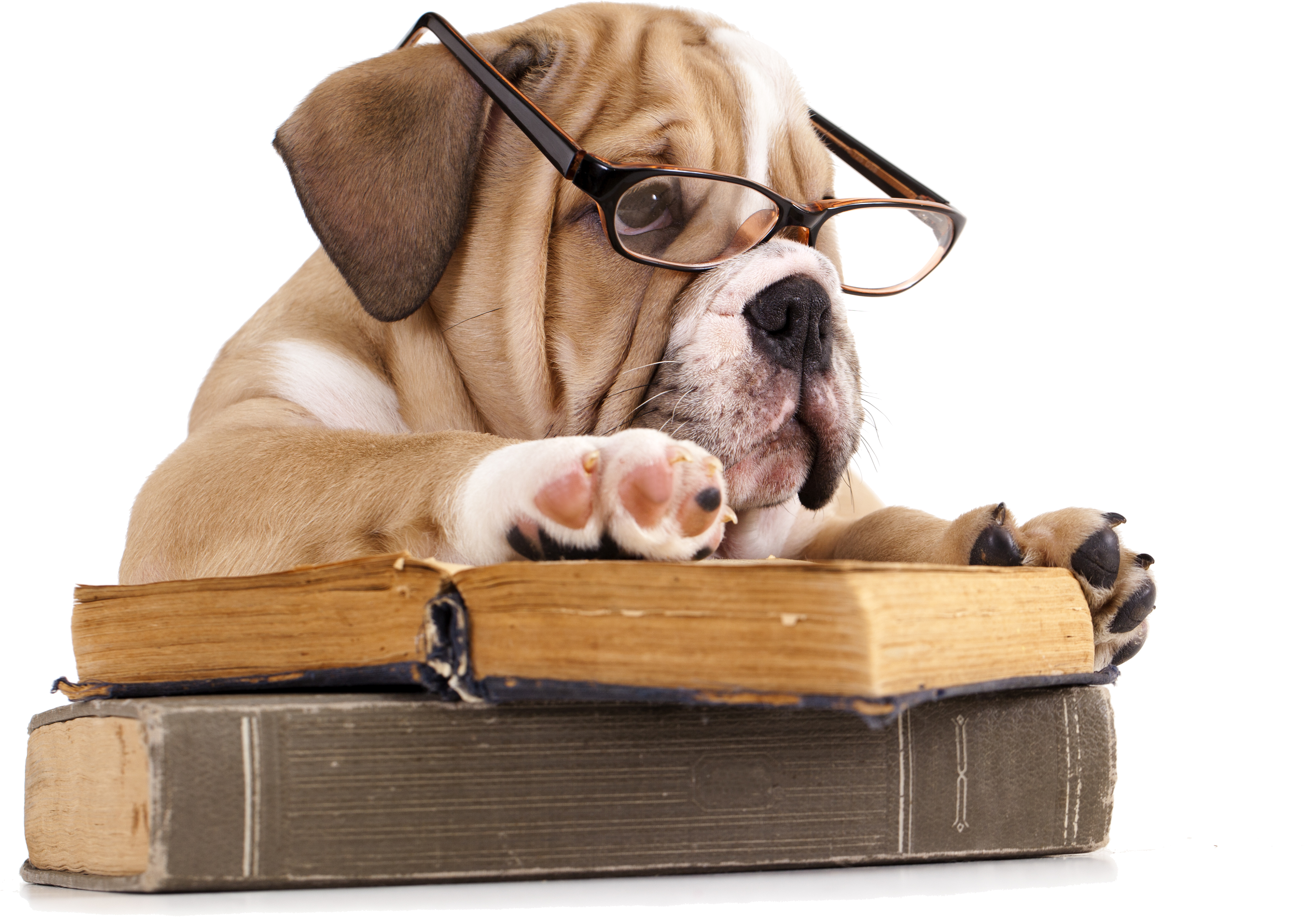 French Bulldog The Battle Of The Books Reading - French Bulldog The Battle Of The Books Reading (8764x6476)