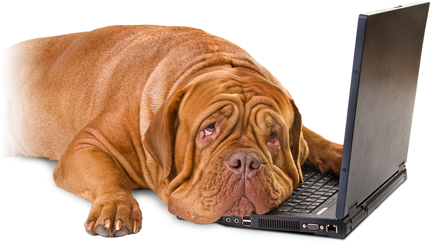 It's Time To Get Leaddog On Your Team If - Dog On Computer Png (857x500)