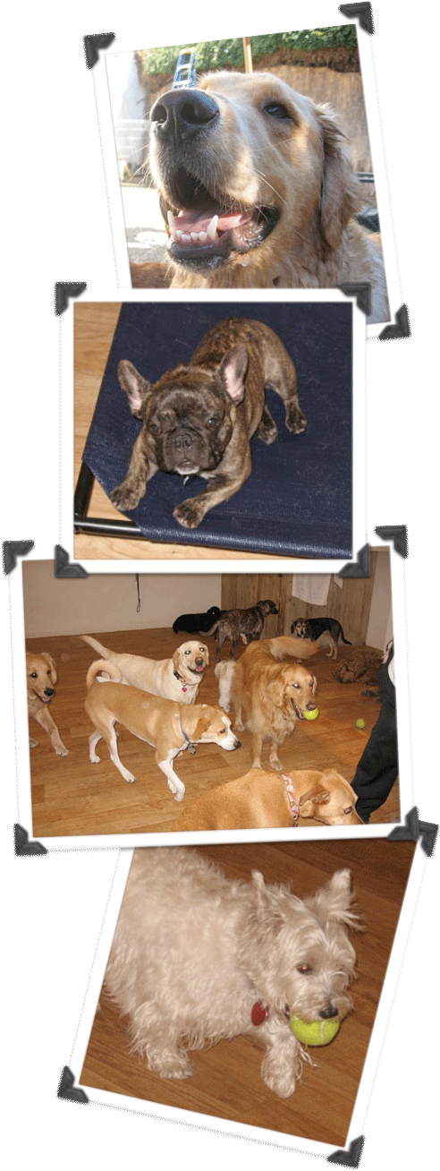 We'll Love Your Dogs, - Dog Daycare (534x1350)