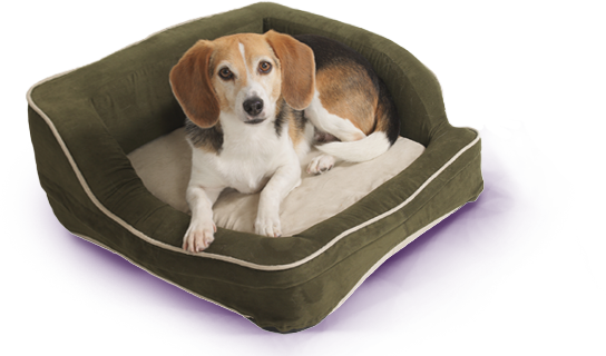 We Will Love Our Stay Away From Home - 95067 Morbidissima Cuccia In Pile Per Animali Sleep (544x320)