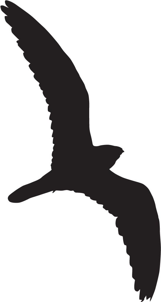 Easter Willow Tree Branch Transparent Png Clip Art - Nighthawk Hawk Silhouette (1024x1024)