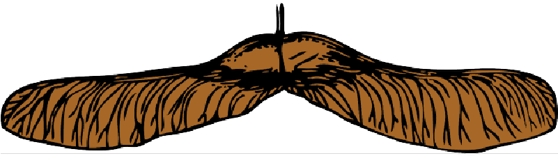 Nature - Maple Seed Png (800x400)