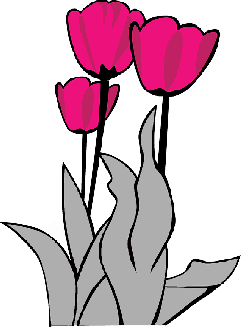 Tulips, Flower, Flowers, Cartoon, Spring, Free - Spring Clip Art Flower (800x1084)