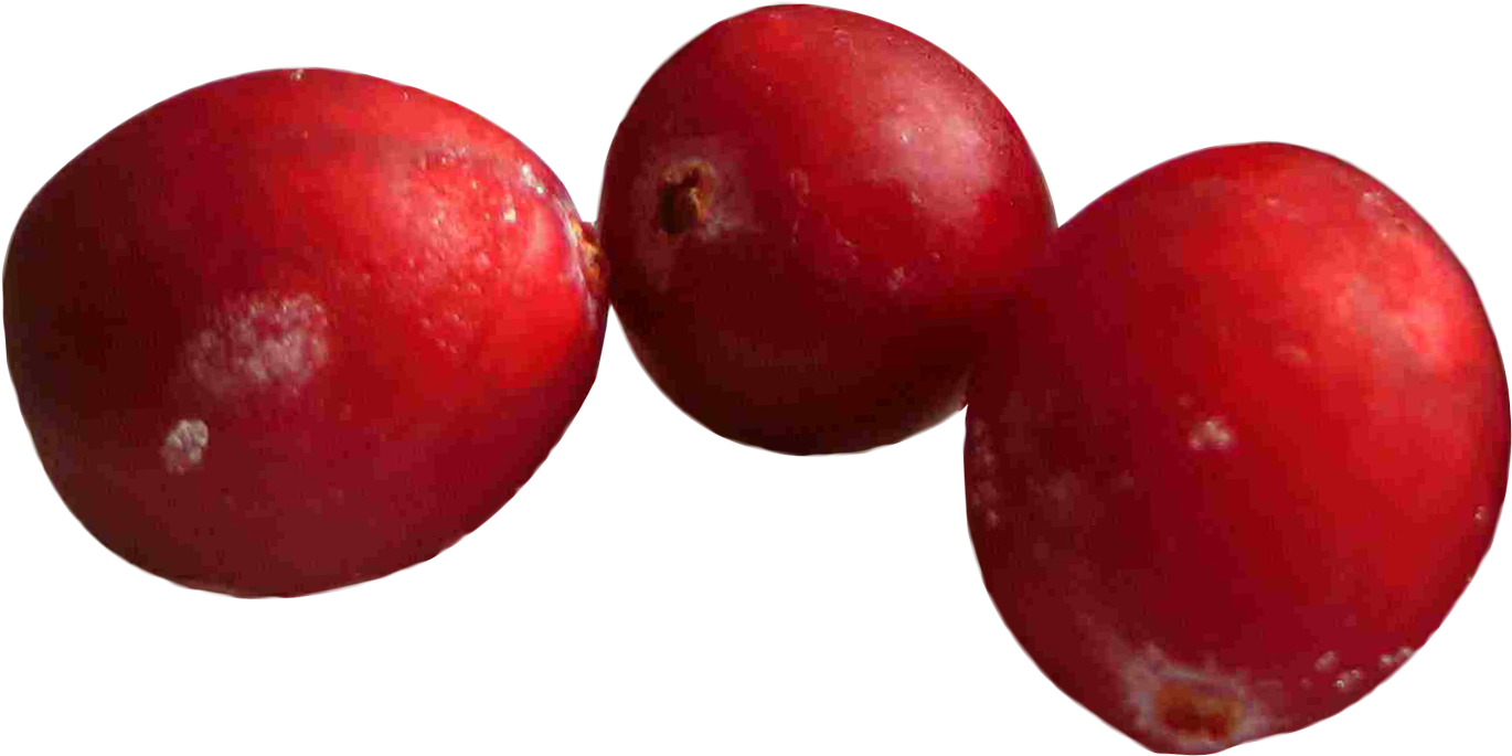 Cranberry Png (1431x756)