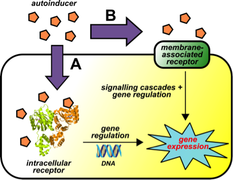 Schematic Of The Qs Process In Bacteria - Bacteria (460x356)