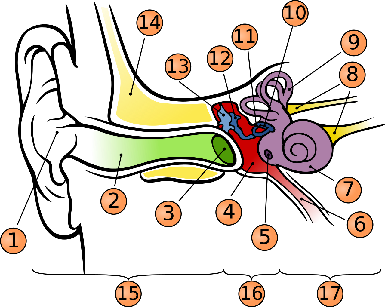 Anatomy Of The Human Ear-number - Anatomy Of The Human Ear (2000x1595)