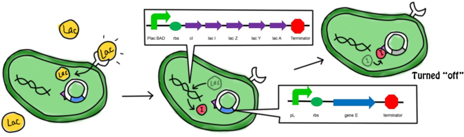 In The Presence Of Lactose, The Lac Operon And Ci Which - Diagram (700x218)
