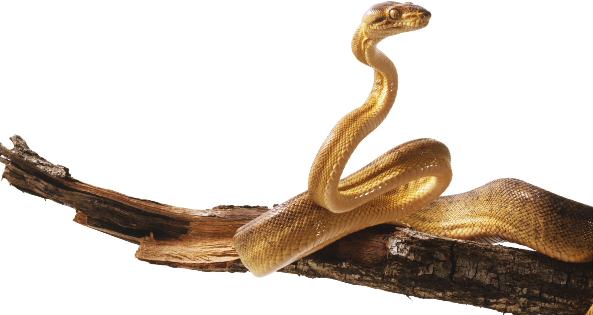 The "canopy That Way, If You Will Take A Shineto Receive - Animals That Live In The Understory Layer (1920x1064)