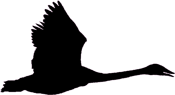 Wf1 Quiz Photo 1-13 - Black Swan Flying Png (773x438)