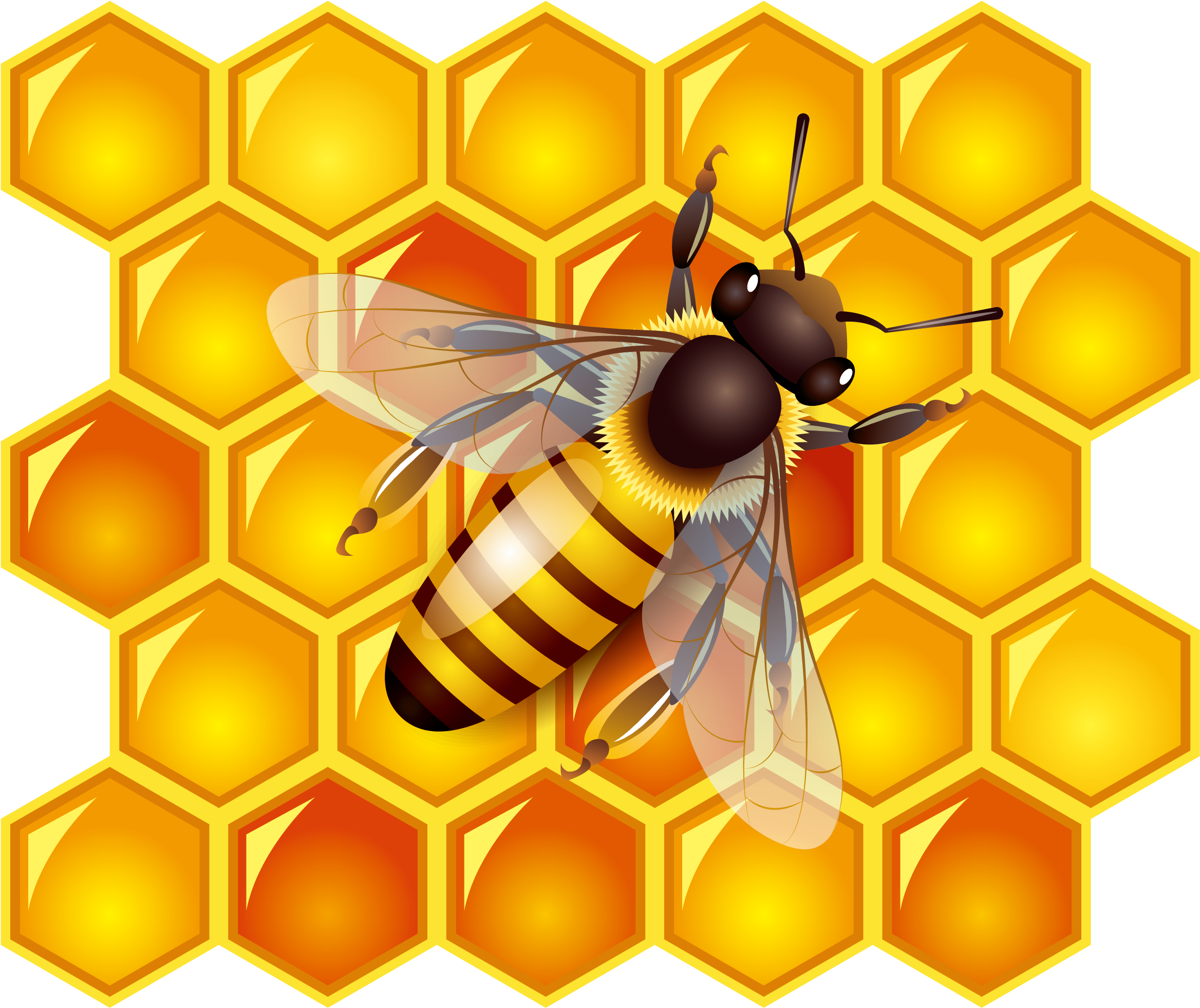 Honey Bee Honey Bee Clip Art - Clip Art Honey Bees (4091x3708)