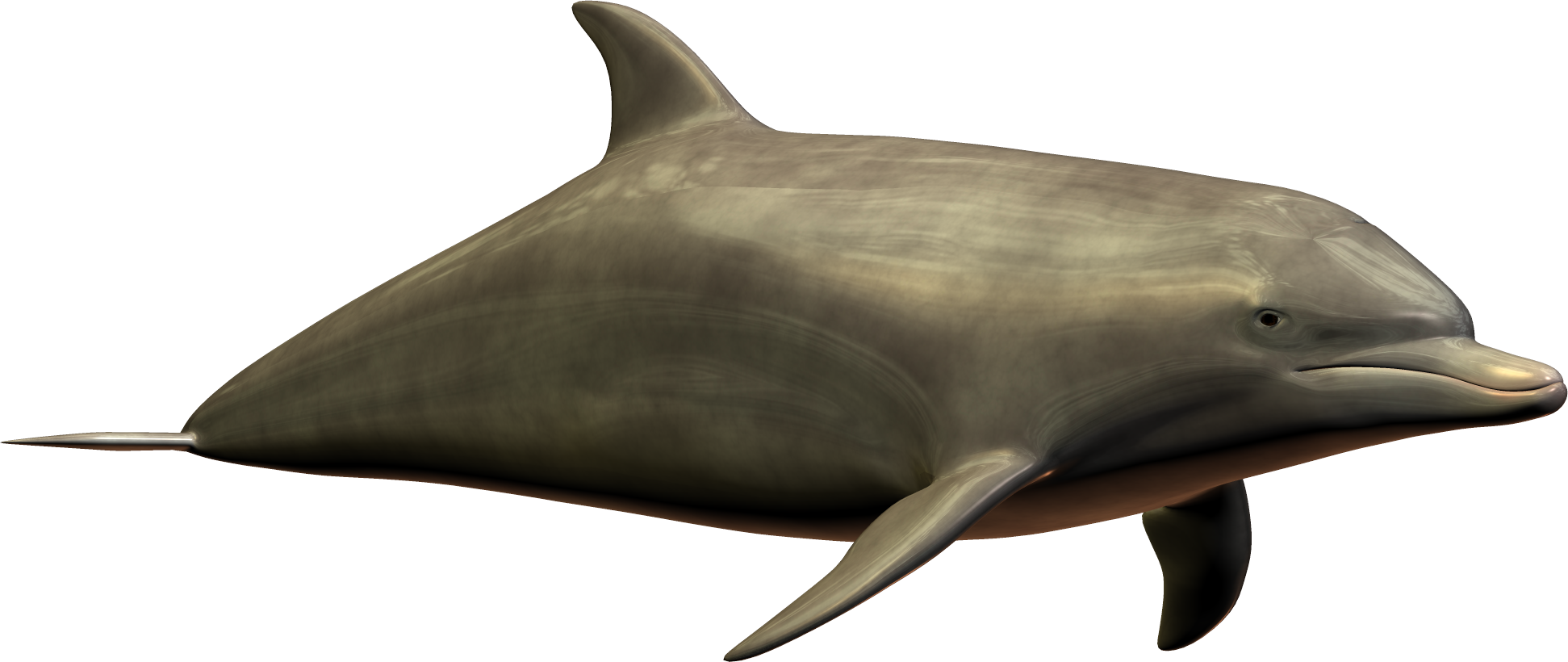 Dolphin Icon Clipart - Dolphin Png (1943x820)
