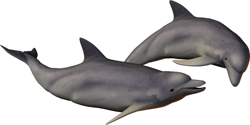 Download Free Photo Report - Dolphin (816x409)