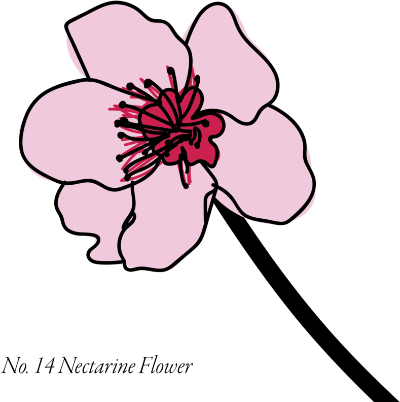 Nectarine-14 - Peach (1000x1000)