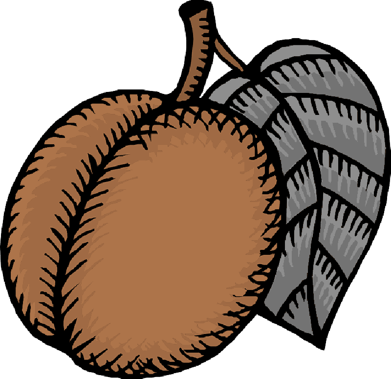 Mb Image/png - Custom Nectarine Shower Curtain (800x775)