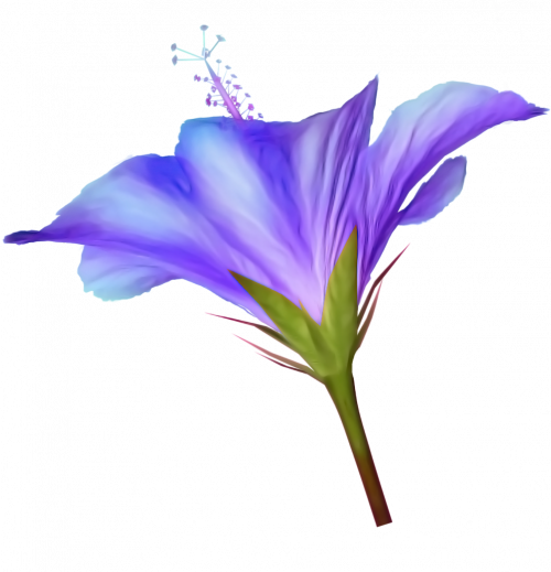 Balloon Flower (500x519)